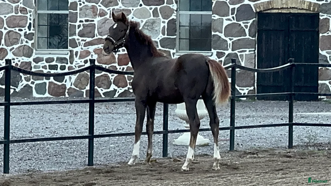 Dressyr hästar till salu: Framtidsämne! i Mjöhult - Annons 1