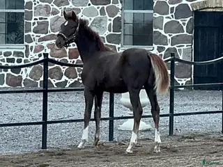 hästar Framtidsämne! i Mjöhult - Annons 3