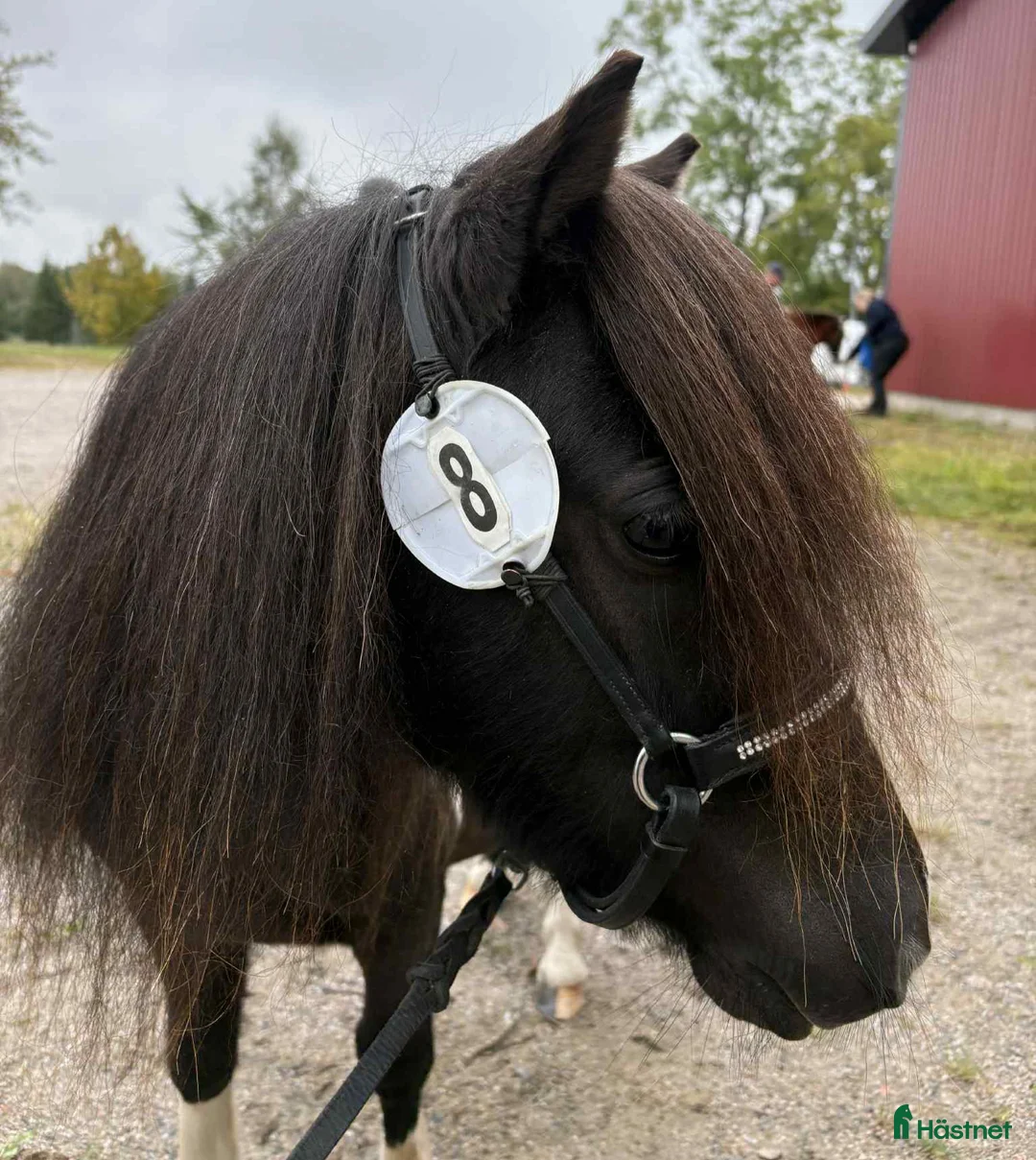 Allround hästar till salu: Ministo,LITEN!!  premierad,utställd  - Annons 3