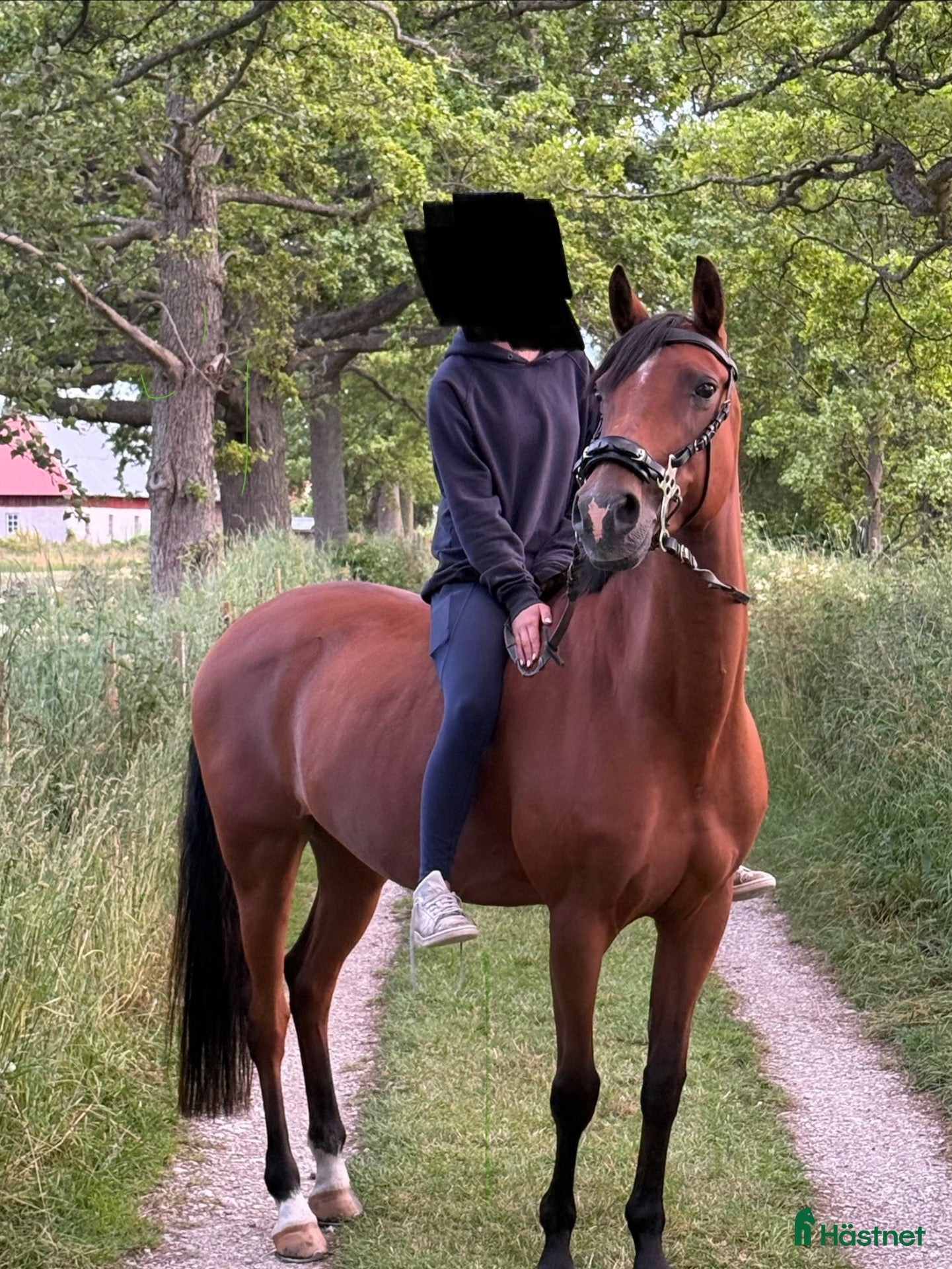  hästar Välutbildad och meriterad Svensk Ridponny - Annons 12