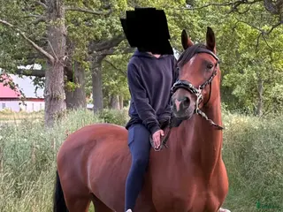 hästar Välutbildad och meriterad Svensk Ridponny - Annons 12