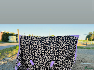 Täcken hästutrustning till salu: Leopard täcken 125 cm säljes! i Norrköping - Annons 4