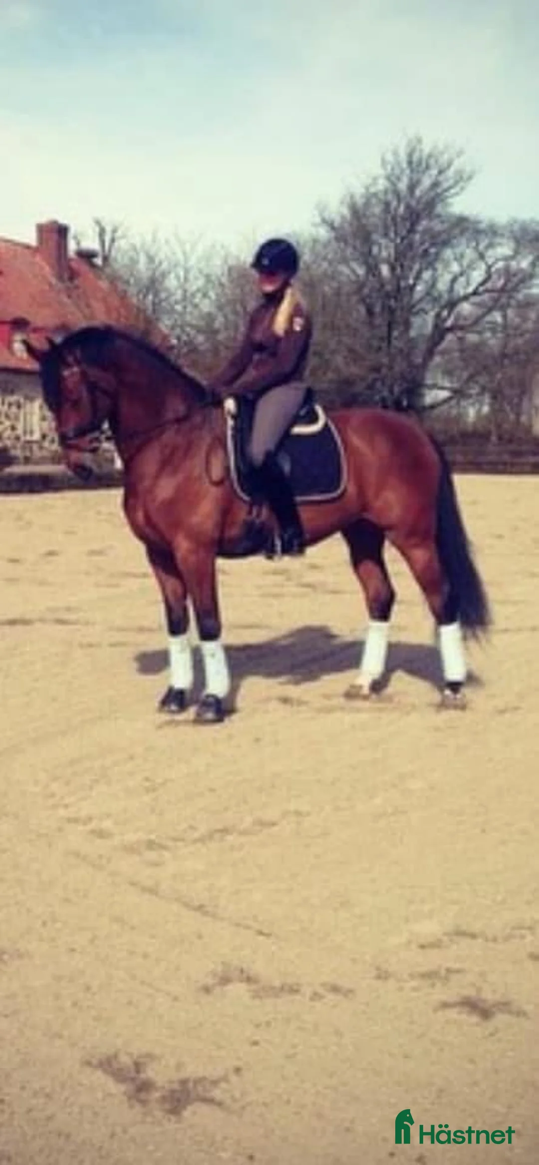 Dressyr hästar till salu: Mor- och dotterhäst  i Falkenberg - Annons 2