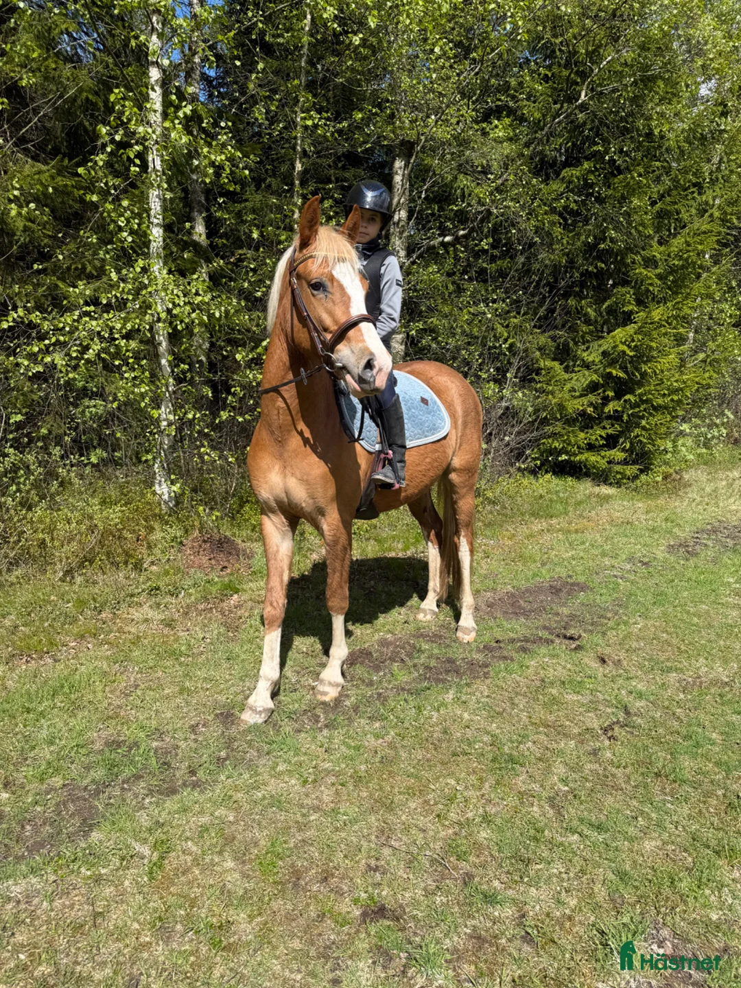 Allround hästar till salu: Trevlig 3 åring !  - Annons 1