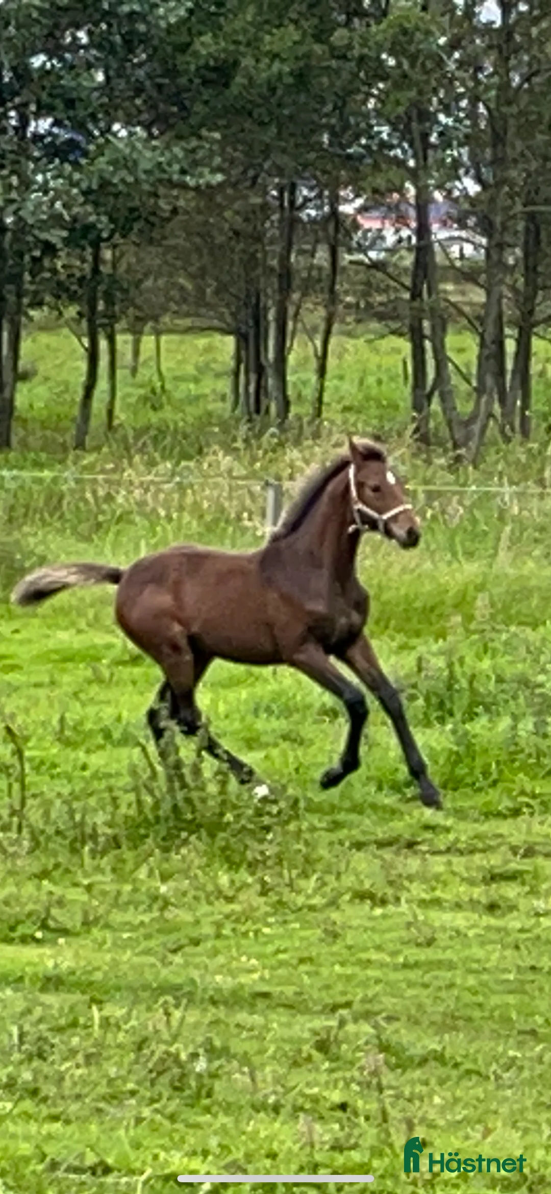 Hoppning hästar till salu: Härligt ungsto!  - Annons 4