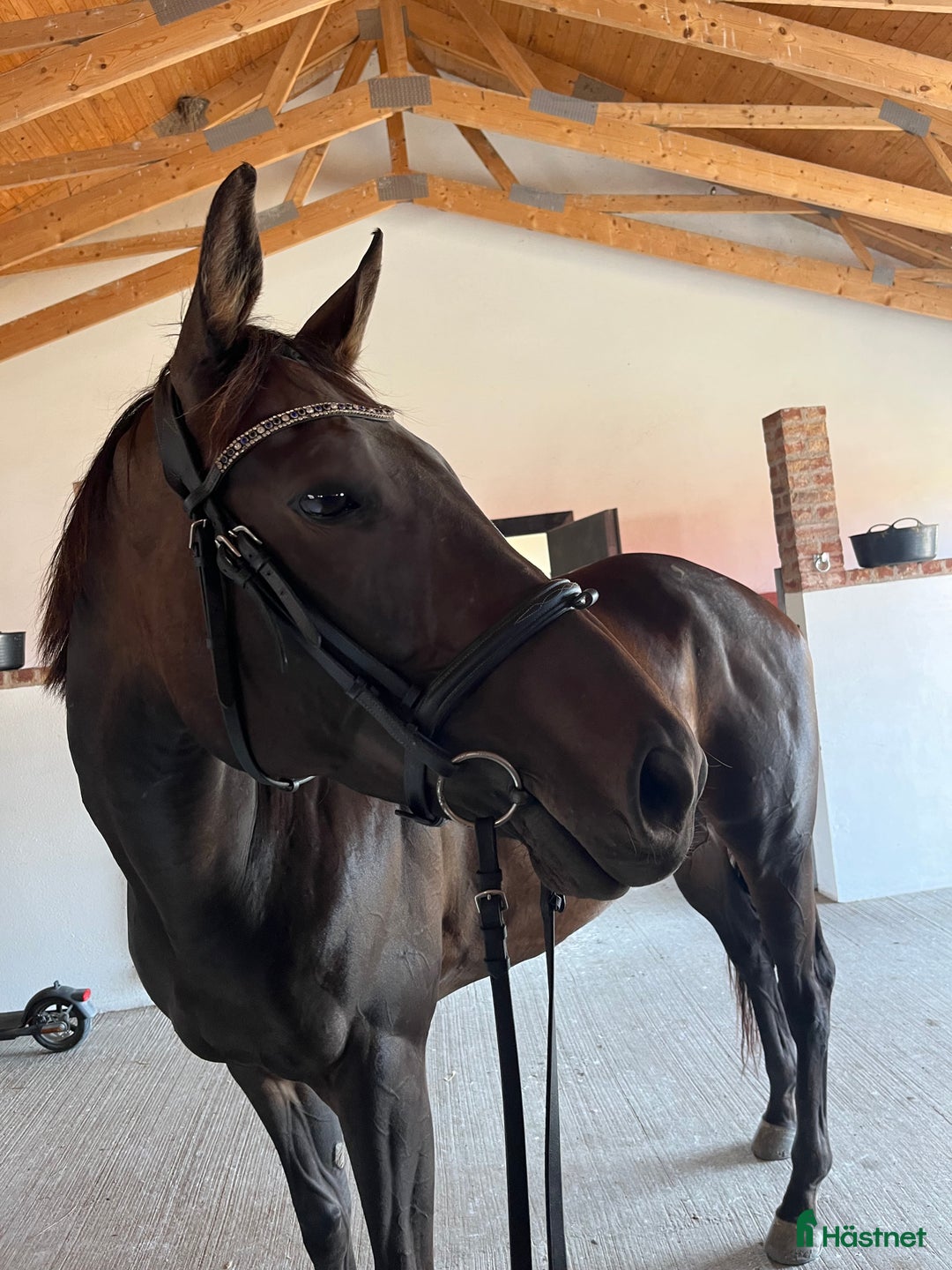 Allround hästar till salu: Trevligt sto med potential  i Skurup - Annons 2