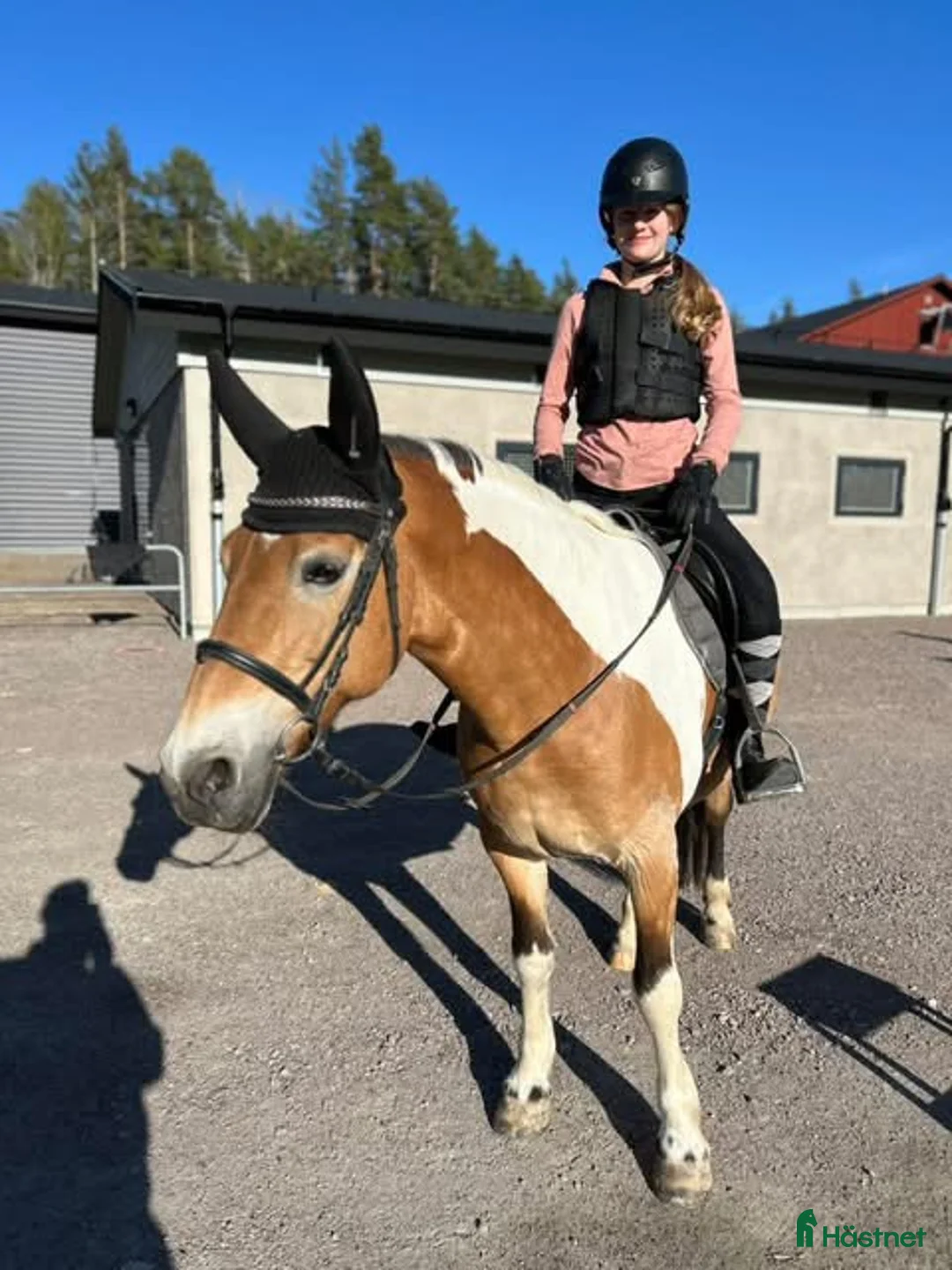  medryttarhäst sökes: Medryttarhäst sökes i Karlstad/ på Hammarö. i Karlstad - Annons 4