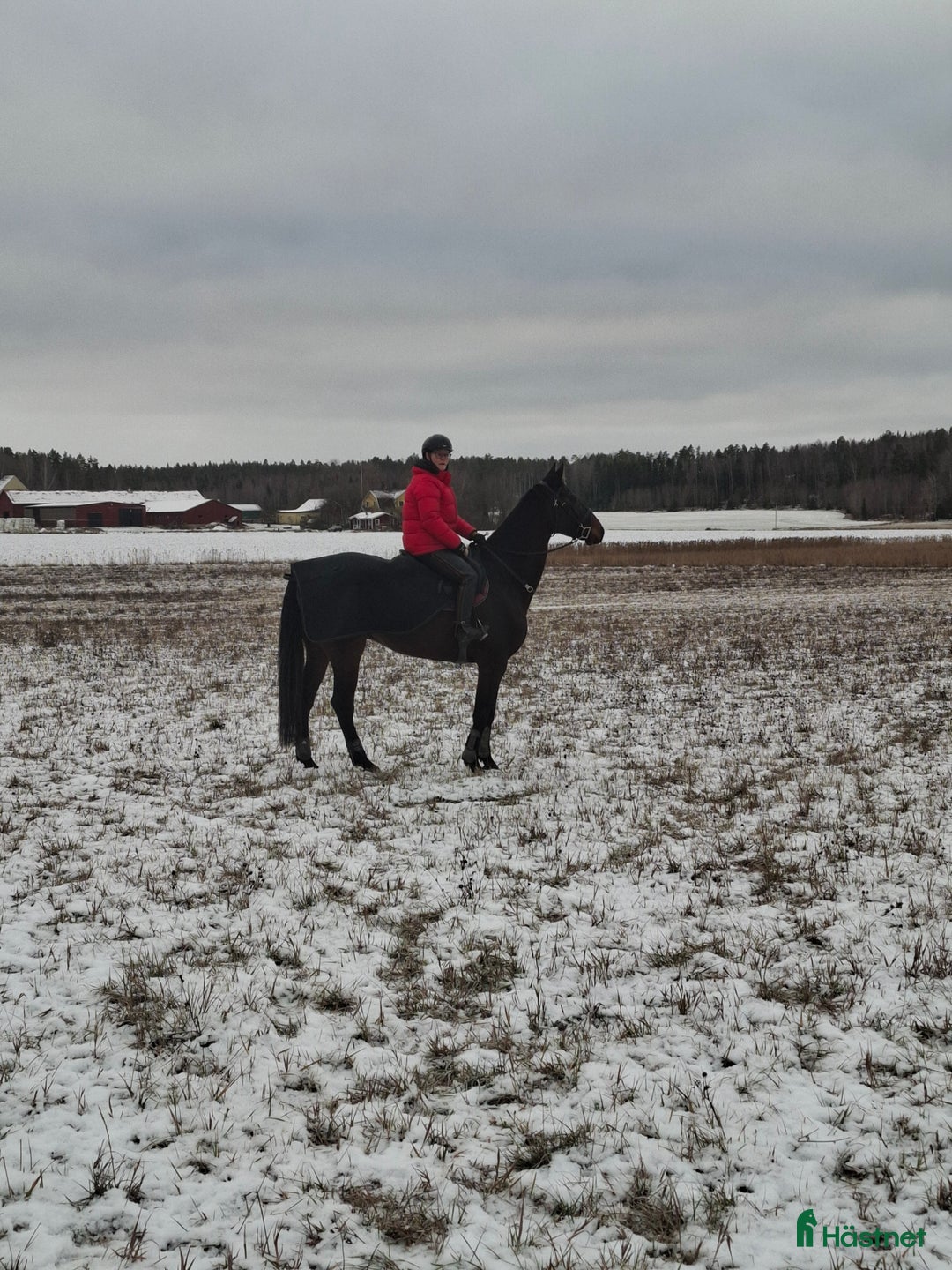 Allround hästar till salu: Grön 7 åring letar nytt kärleksfullt hem  i Kungsör - Annons 2