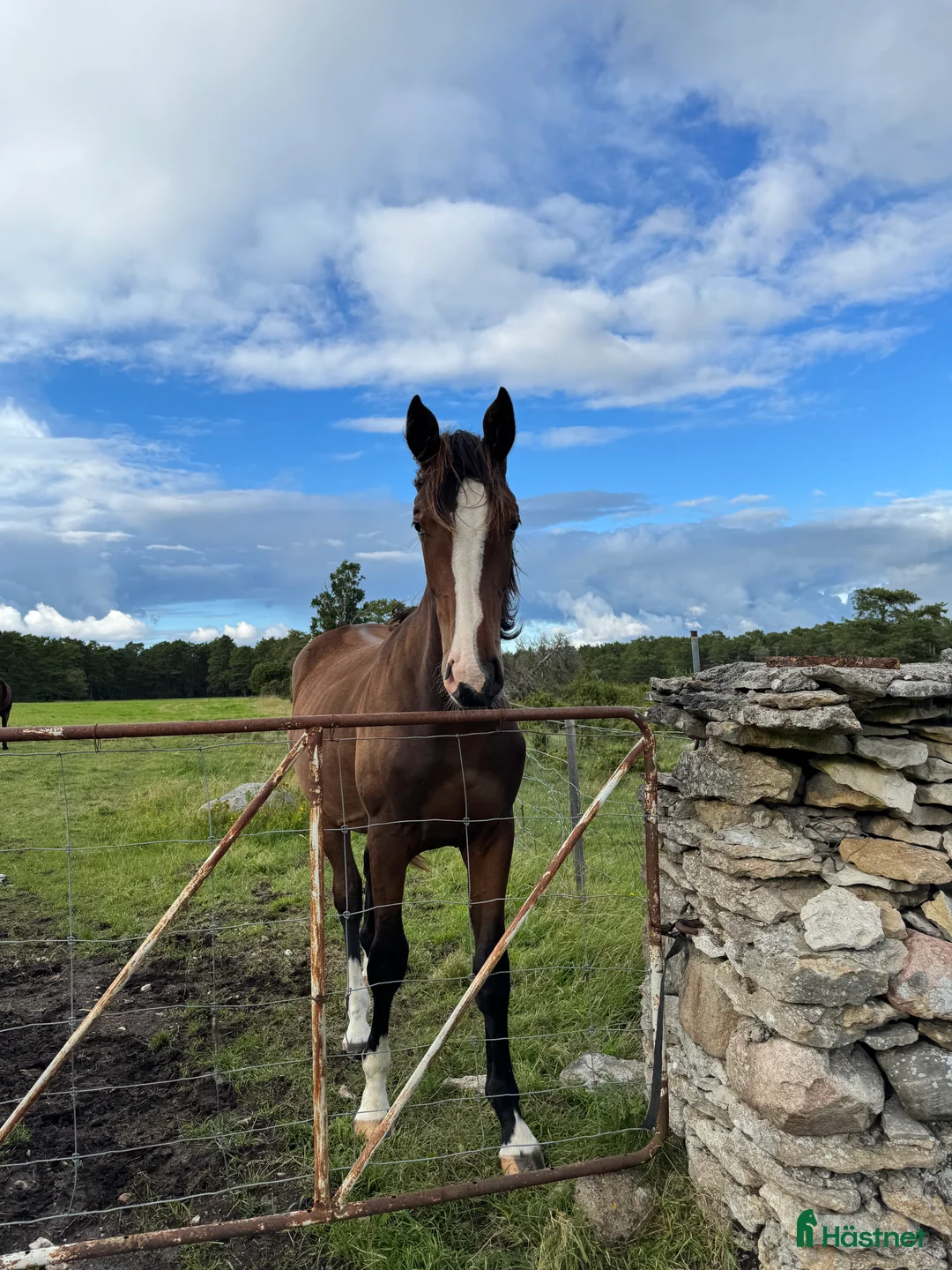 Hoppning hästar till salu: Fin valack med bra stam! i Fårö - Annons 2