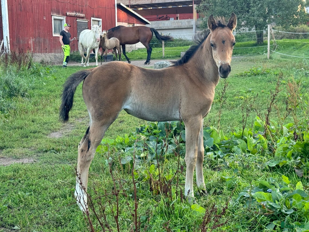 Allround hästar till salu: Blivande D ponny sto i Vimmerby - Annons 3