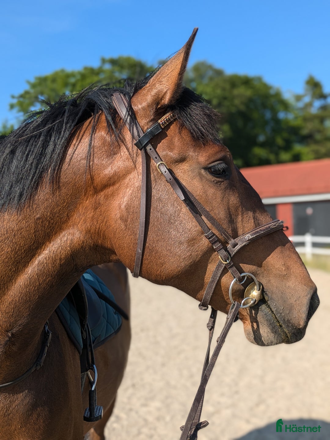 Allround hästar till salu: Forma din diamant  i Fjärås - Bild 5
