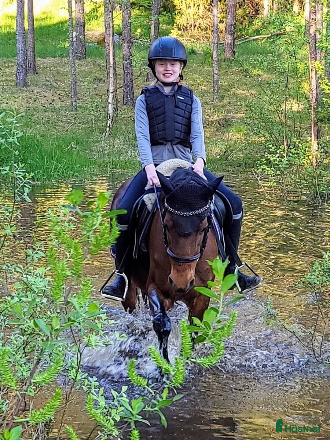 Allround hästar till salu: Fantastisk läromästare - Annons 2