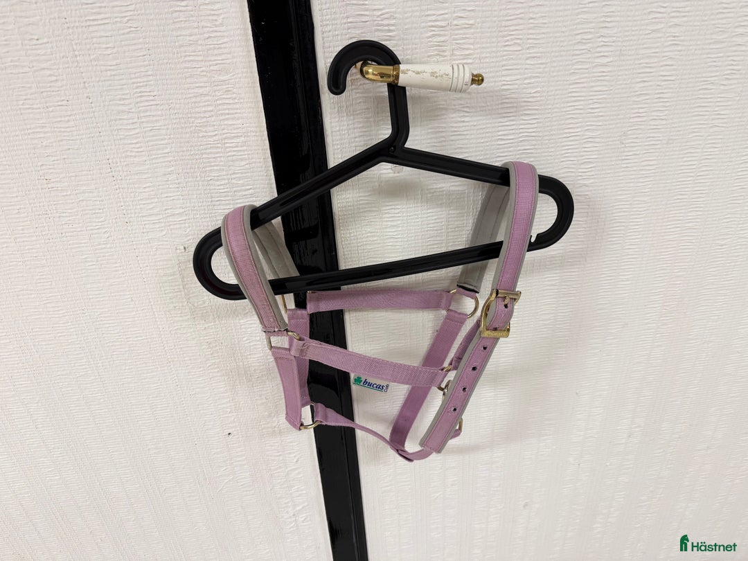 Övrig Hästutrustning hästutrustning till salu: Lila grimma cobstorlek av märket Bucas  i Hålta - Annons 1