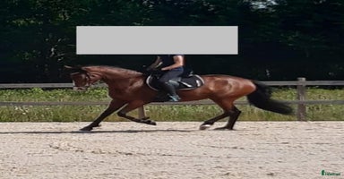 hästar i Frändefors - Annons 15