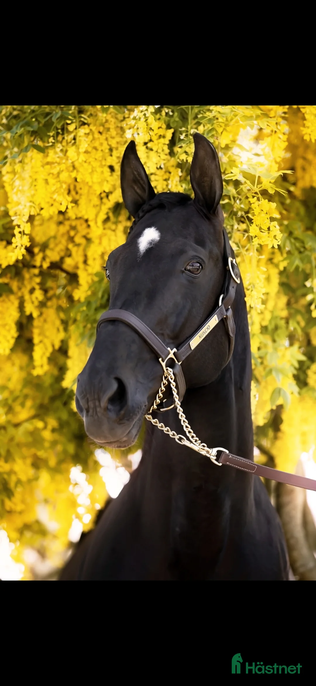 Galleribild {{count}}