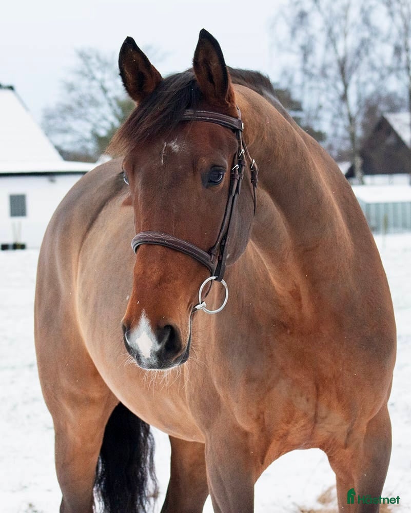  hästar VÄRLDENS SNÄLLASTE HÄST 🩷 i Helsingborg - Annons 16