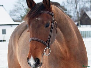 hästar VÄRLDENS SNÄLLASTE HÄST 🩷 i Helsingborg - Annons 16