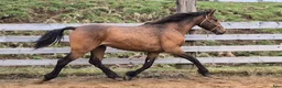 Allround hästar till salu: Olle, Allas favorit!  - Annons 3