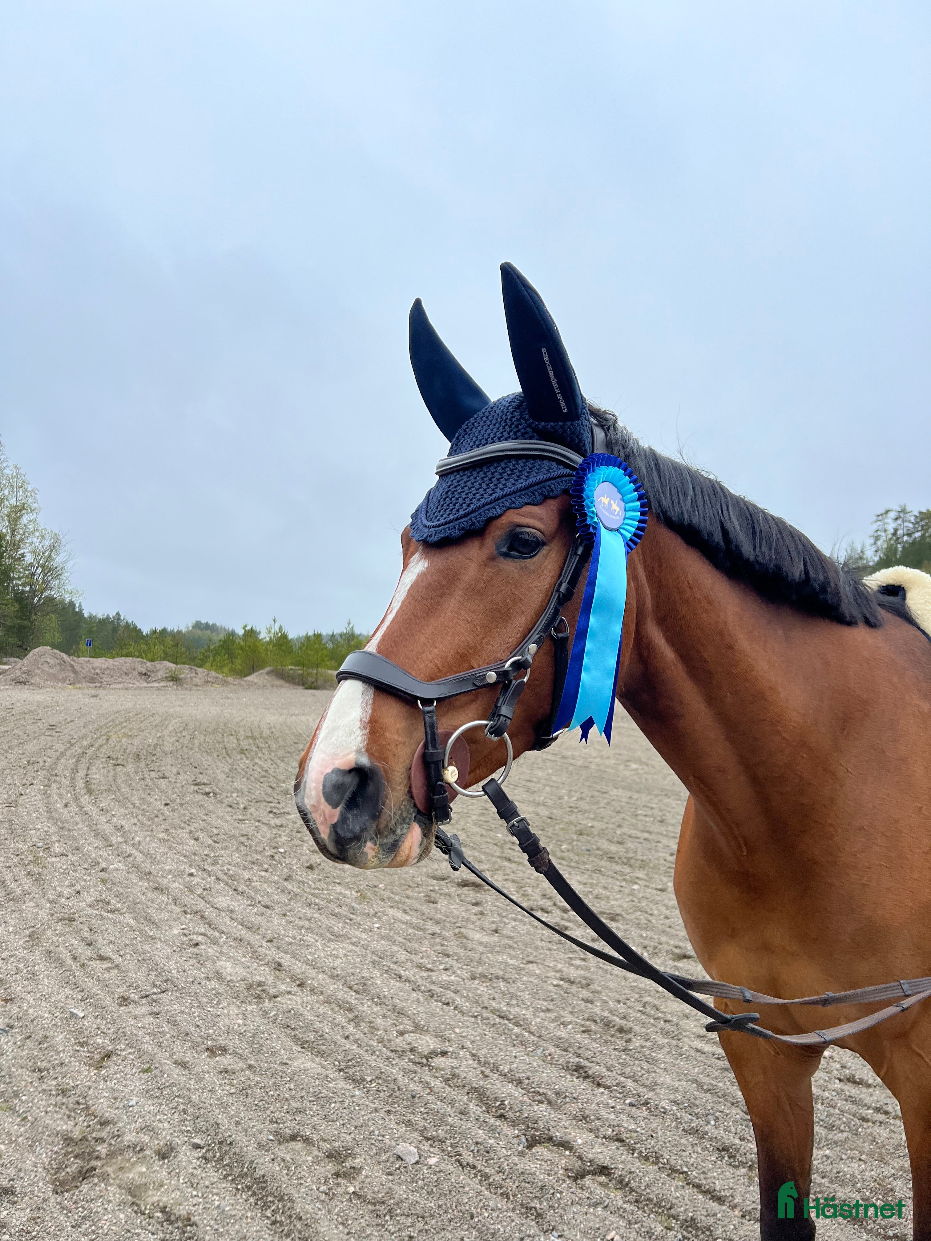  hästar Utlånas/för senare köp i Örebro - Annons 8