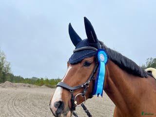 hästar Utlånas/för senare köp i Örebro - Annons 8