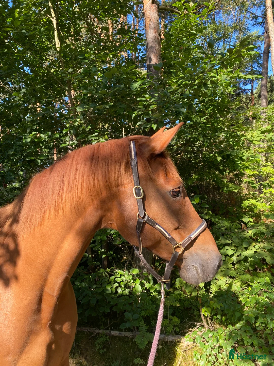 Sällskap hästar till salu: Trevlig valack i Ytterby - Annons 3