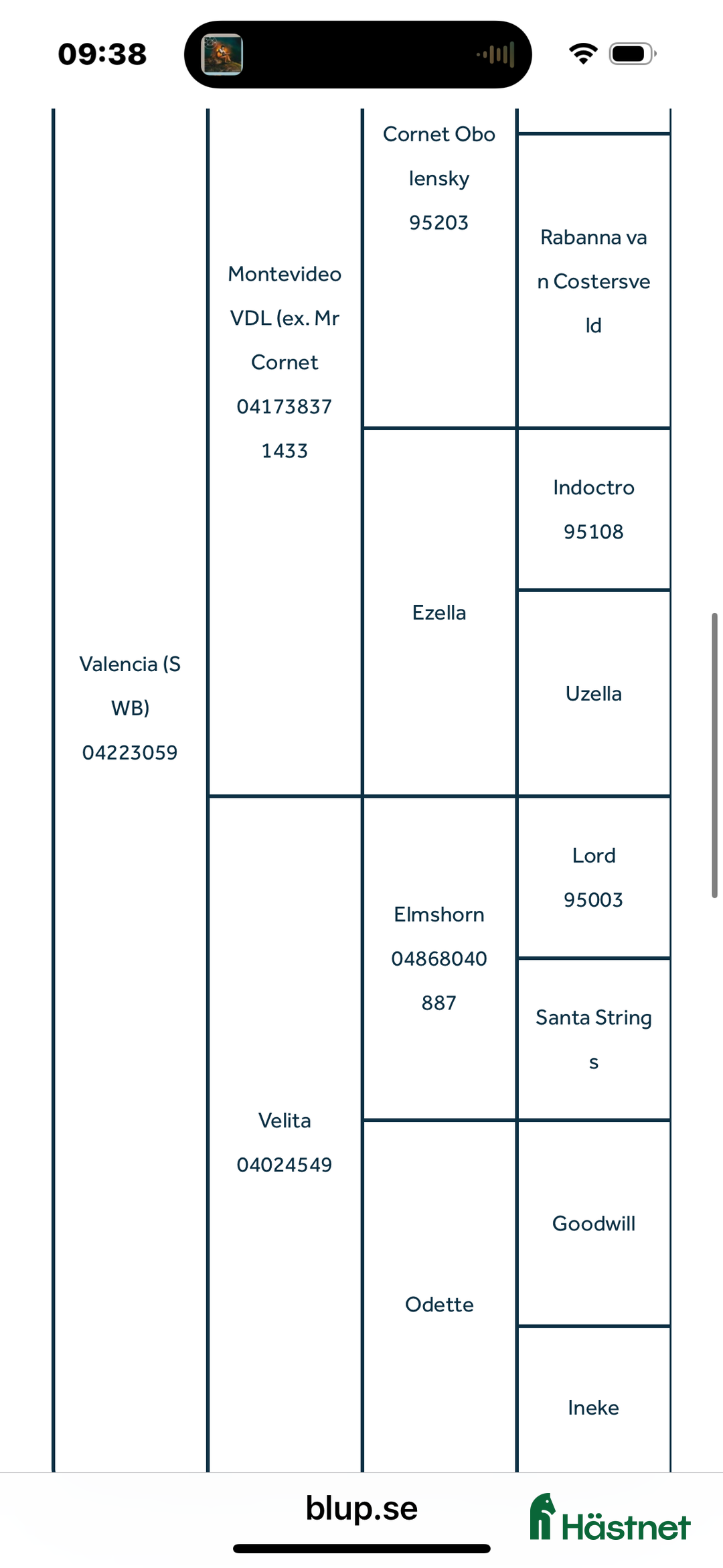 Hoppning hästar till salu: Fint 3 årigt sto efter Montevideo i Hudiksvall - Annons 5