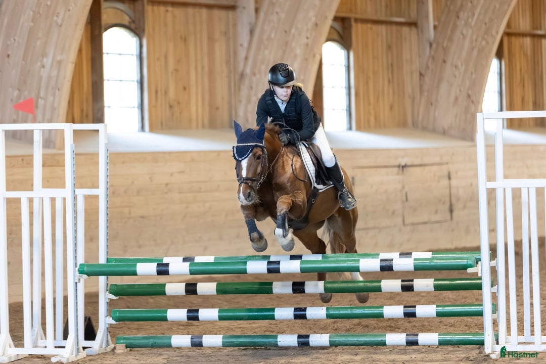 Fälttävlan hästar till salu: En av Sveriges högst rankade b-ponny i fälttävlan i Kumla - Annons 3