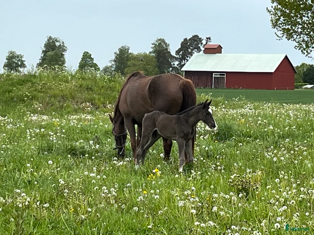 Hoppning hästar till salu: Trevlig Åring  - Annons 2