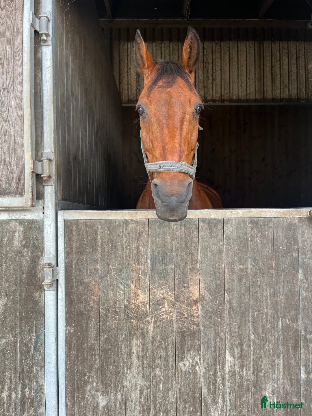  medryttarhäst sökes: Letar medryttarshäst i Malmö - Annons 1
