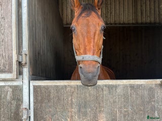 medryttarhäst sökes: Letar medryttarshäst i Malmö - Annons 14