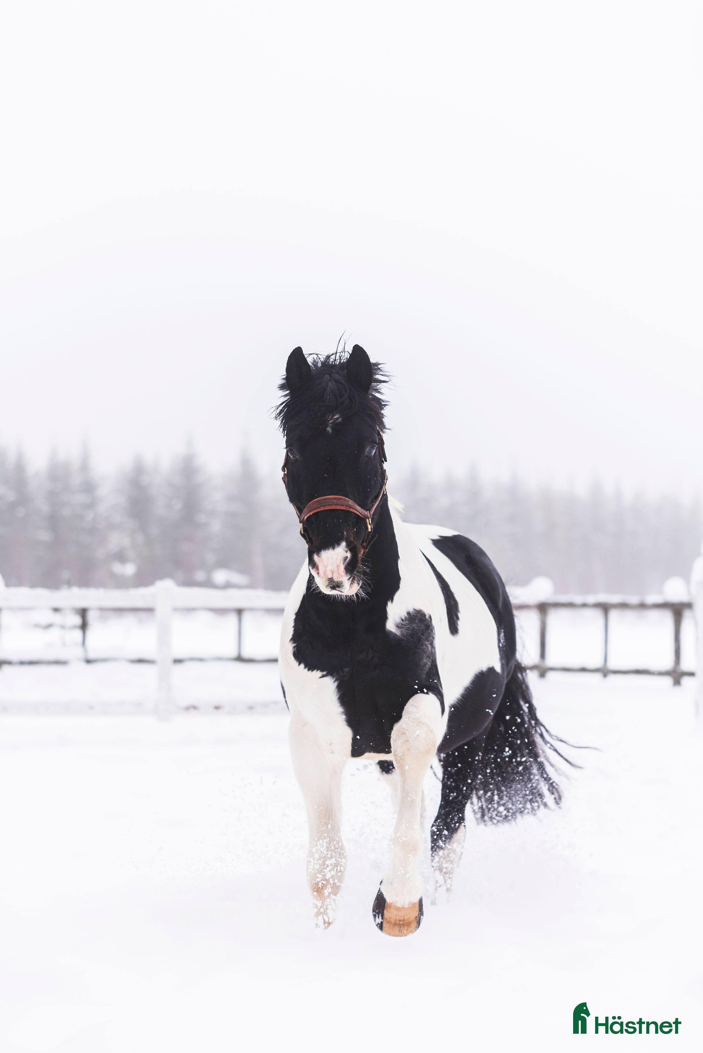  avel Sam's Maverick  - Annons 1