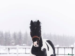 avel Sam's Maverick - Annons 1