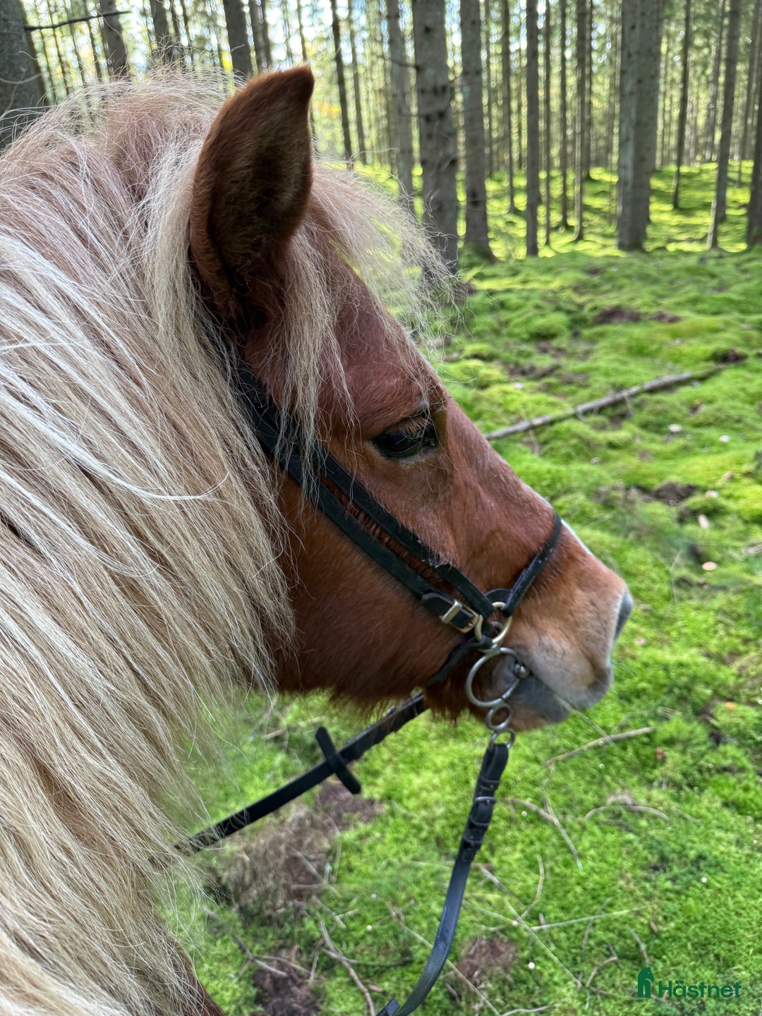  stallplats finnes: Granetorps Framtid 🥰 - lösdrift för islandshästar i Tyringe - Annons 15