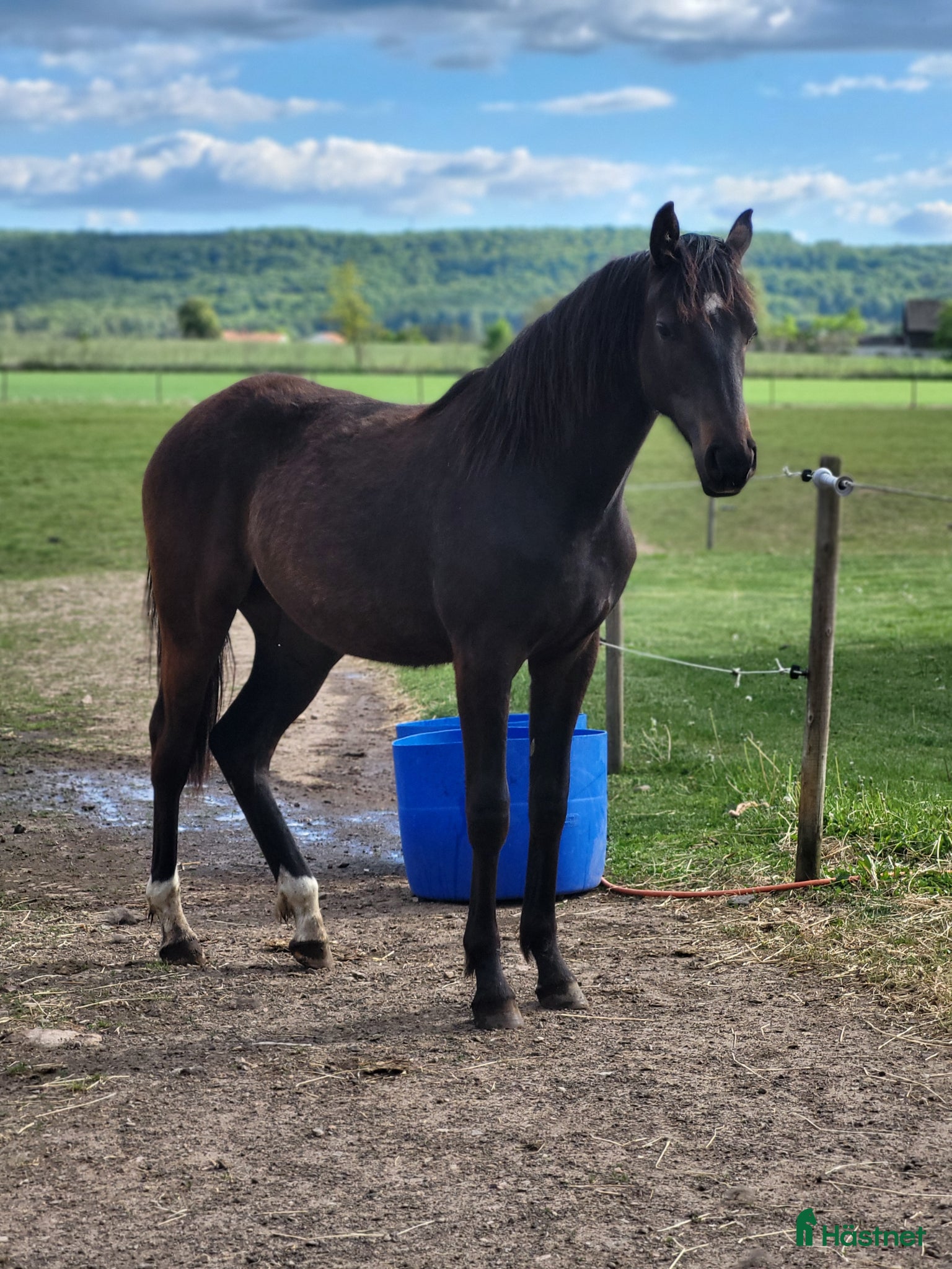  hästar 2 årigt SWB sto - Annons 1