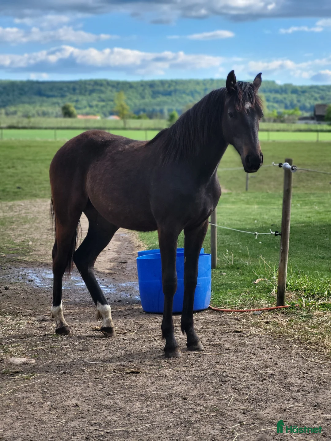 Hoppning hästar till salu: 2 årigt SWB sto - Annons 1