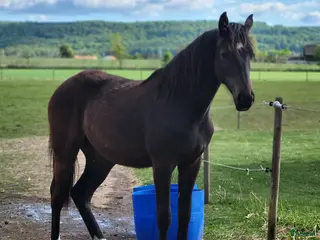 hästar 2 årigt SWB sto - Annons 1
