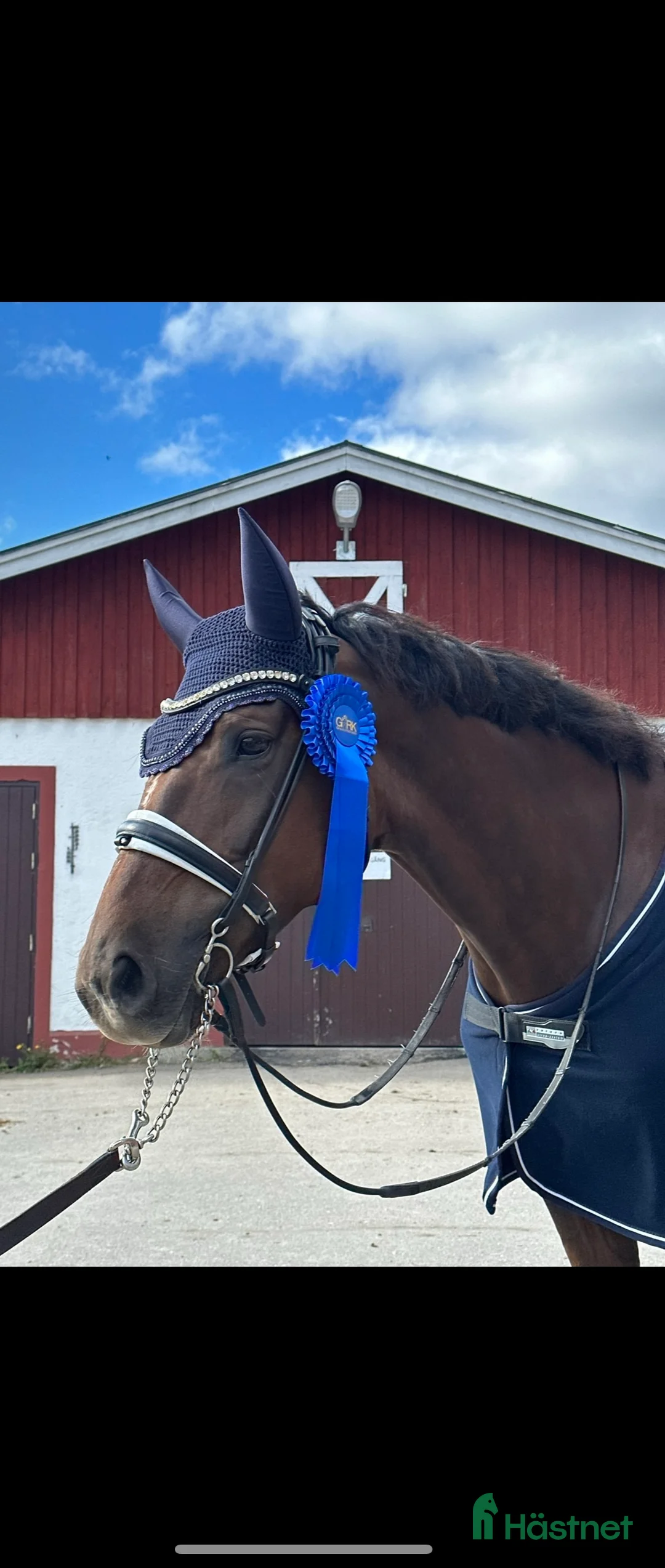 Dressyr hästar till salu: Fantastiskt sto med utstrålning i Södertälje - Annons 3