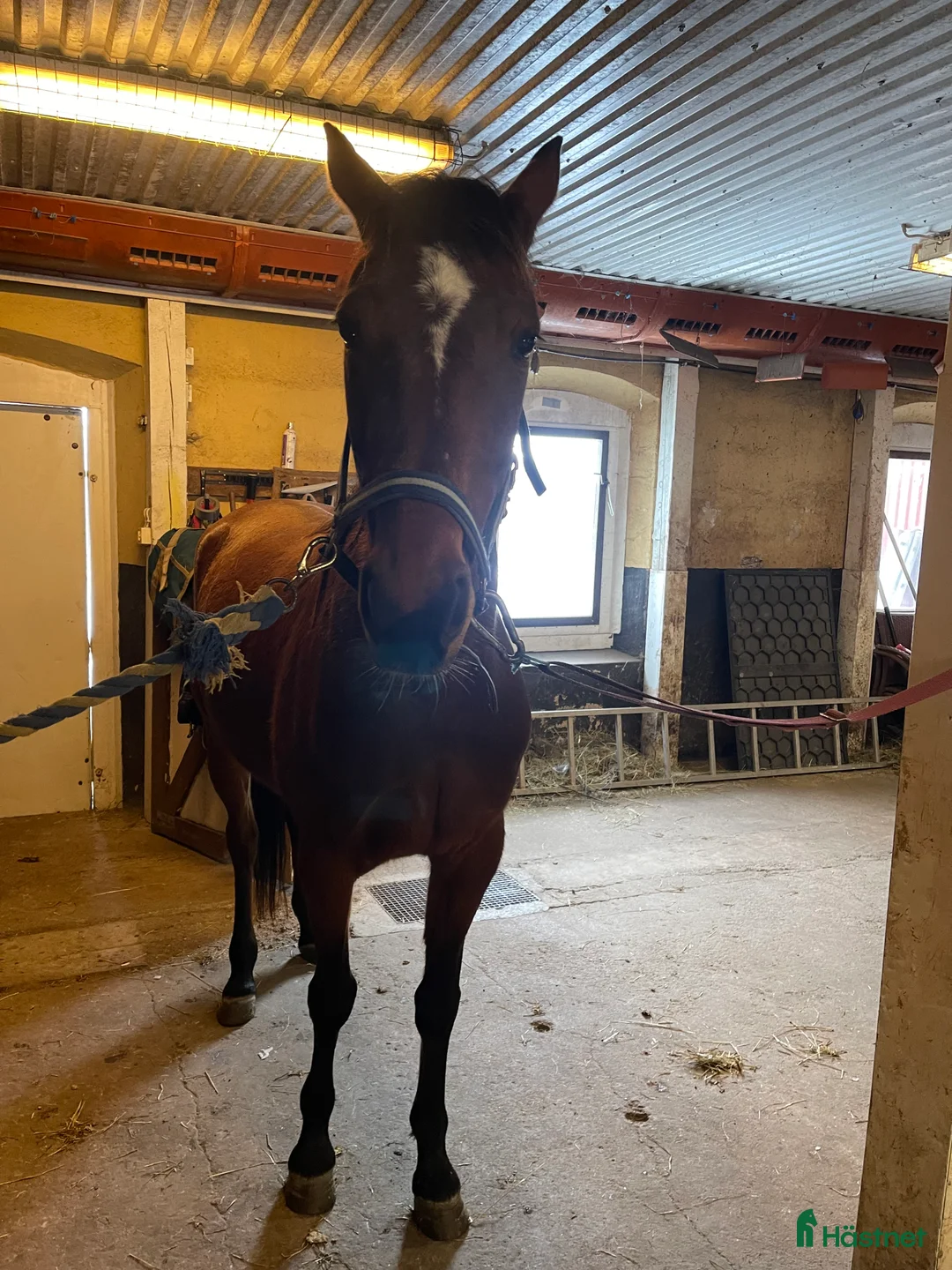 Trav hästar till salu: Fint avelssto. E. Maharajah  - Annons 2