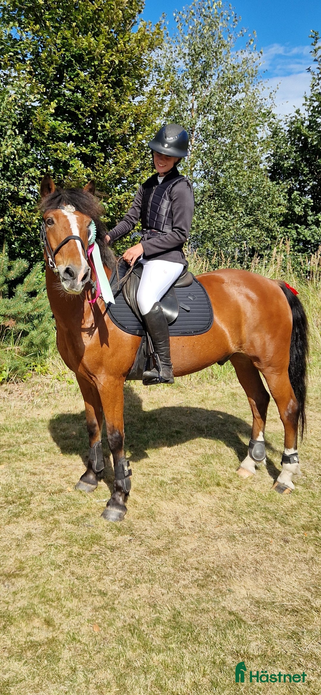 Hoppning hästar till salu: Läromästare hoppning och bästis i Ljungbyholm - Annons 5