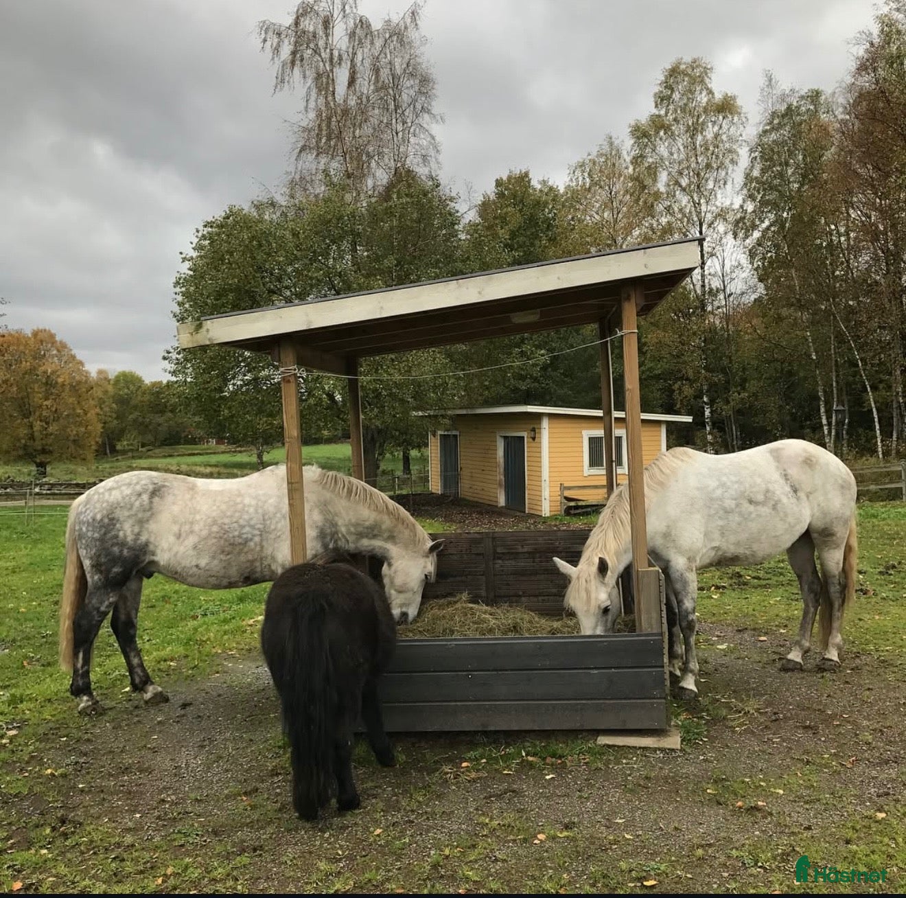  foderhäst 🐴 D-ponny/liten häst sökes på lånelösning - Annons 2