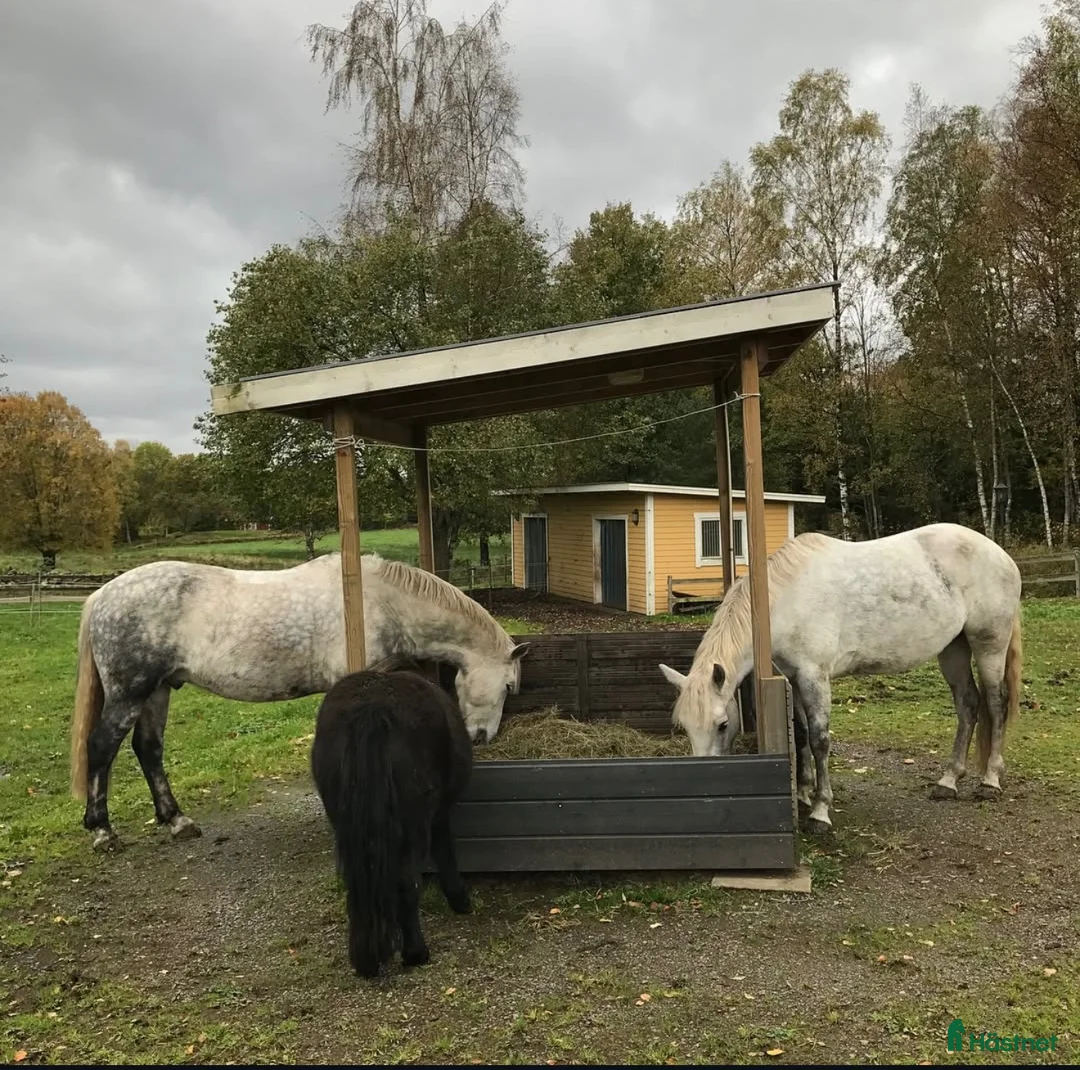  foderhäst sökes: 🐴 D-ponny/liten häst sökes på lånelösning i Fjärås - Annons 1