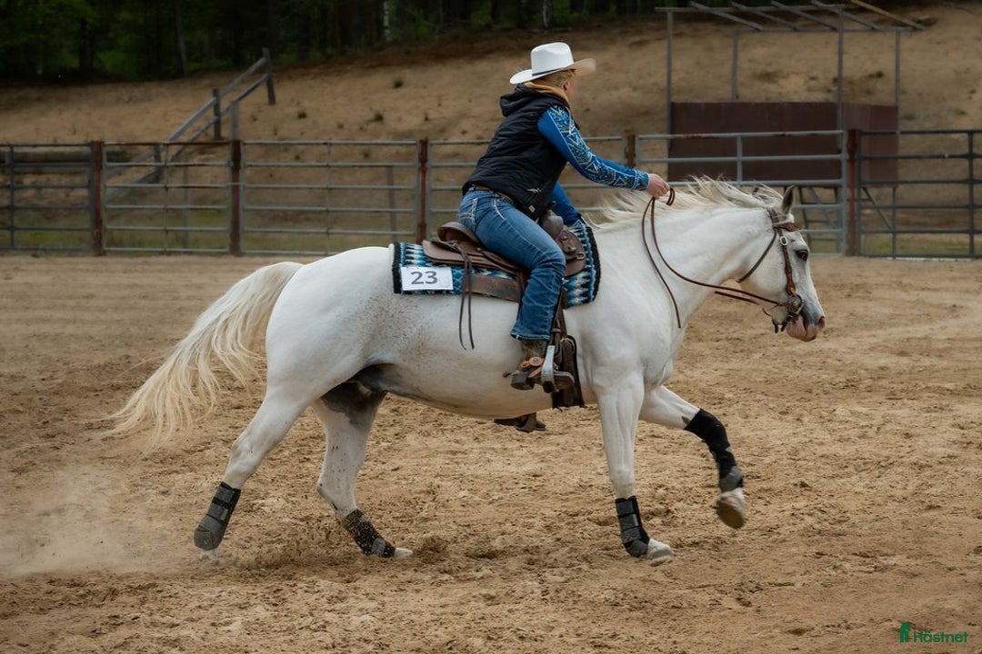 Western hästar till salu: Lovande tävlingshäst, nybesiktigad ua 18/10 i Broddetorp - Annons 7