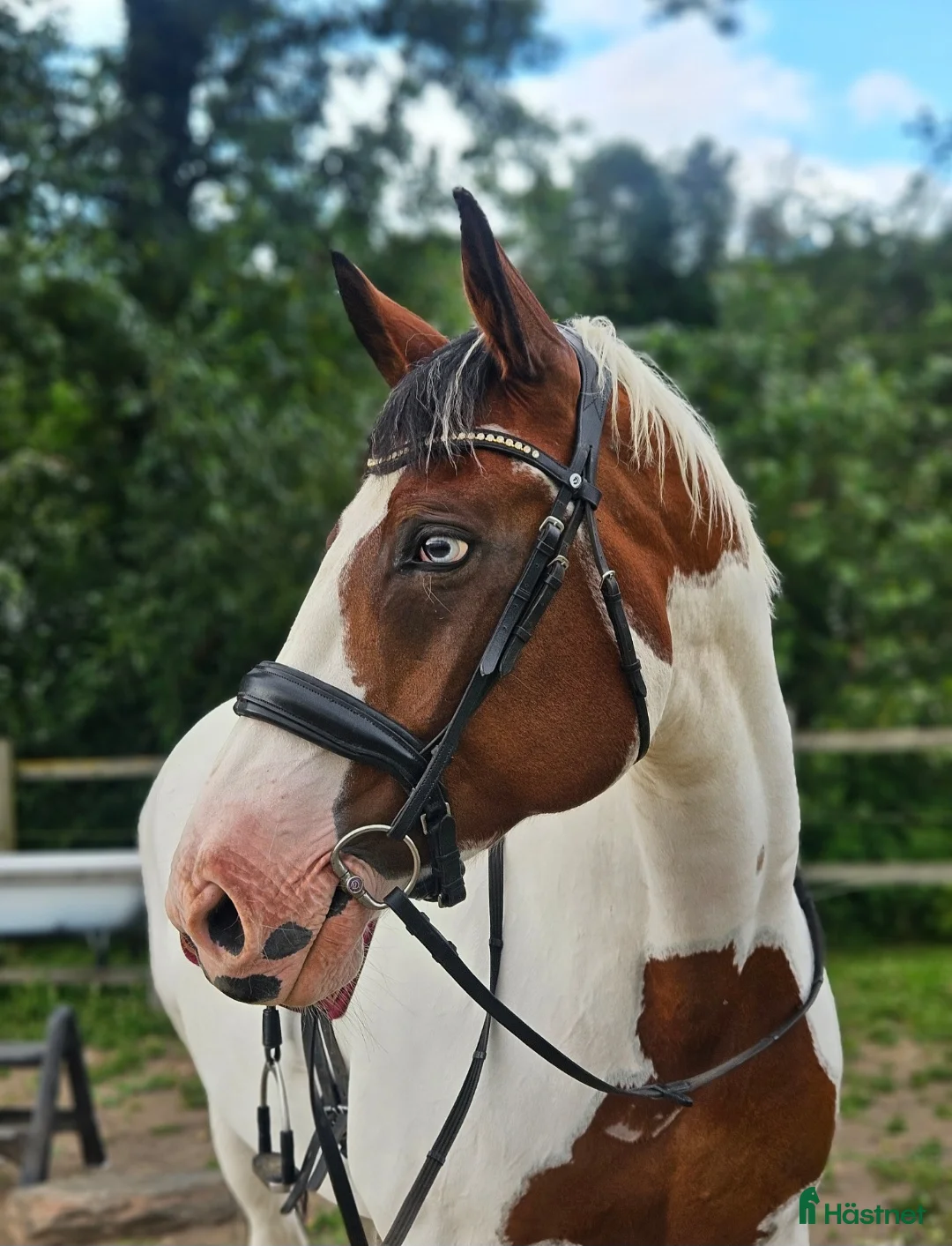 Allround hästar till salu: Vackert sto  - Annons 1