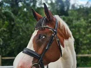 hästar Vackert sto - Annons 9