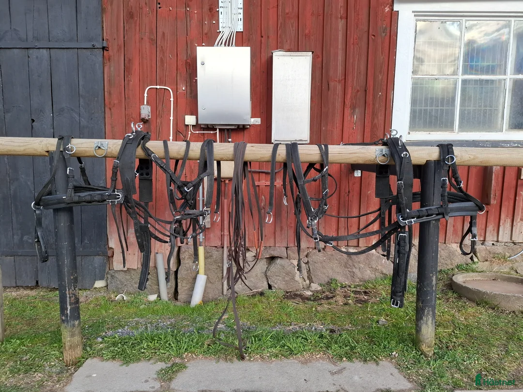 Körselar körning till salu: Parsele Syntet Shettis - Annons 1