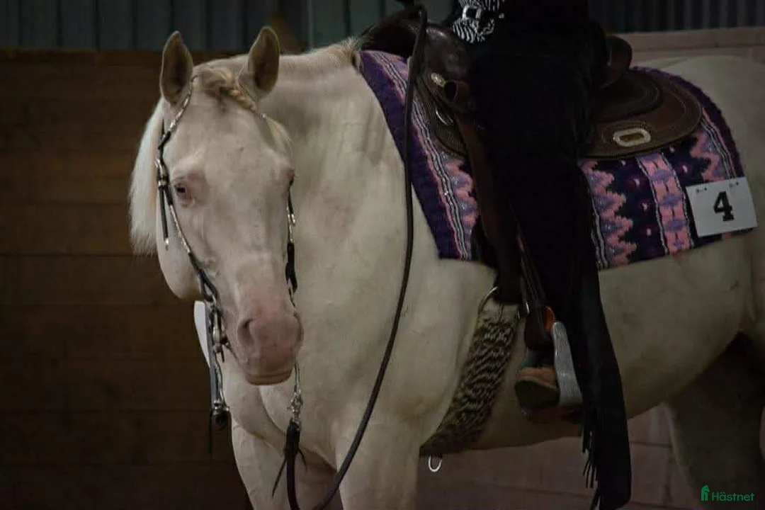 Western hästar till salu: Unikt champagnefärgat sto med unik färggenetik 🌟 - Annons 9