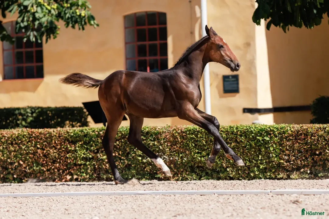 Hoppning hästar till salu: Kille med potential  - Annons 3