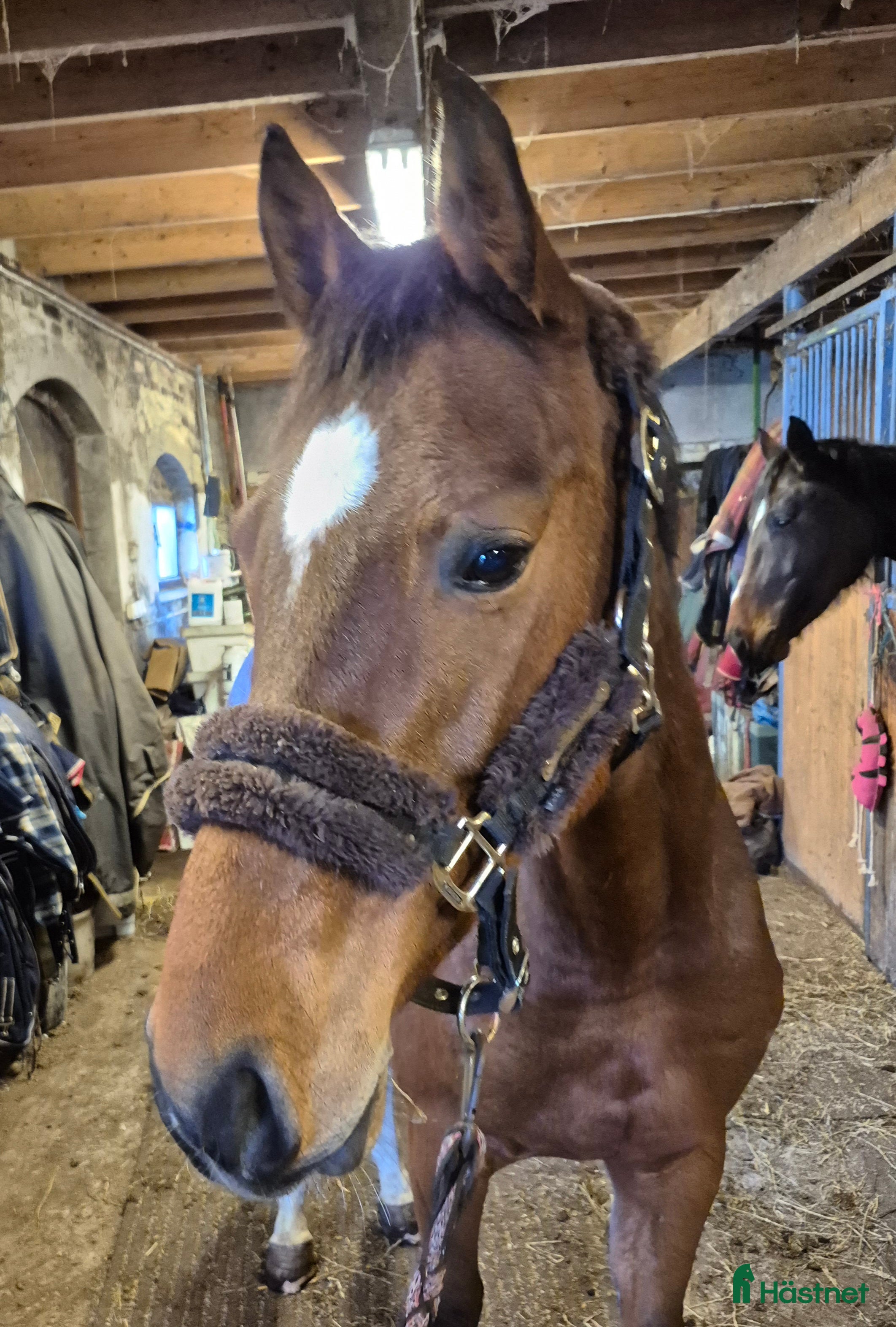  hästar 4 års holsteiner valack - Annons 9