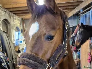 hästar 4 års holsteiner valack - Annons 7