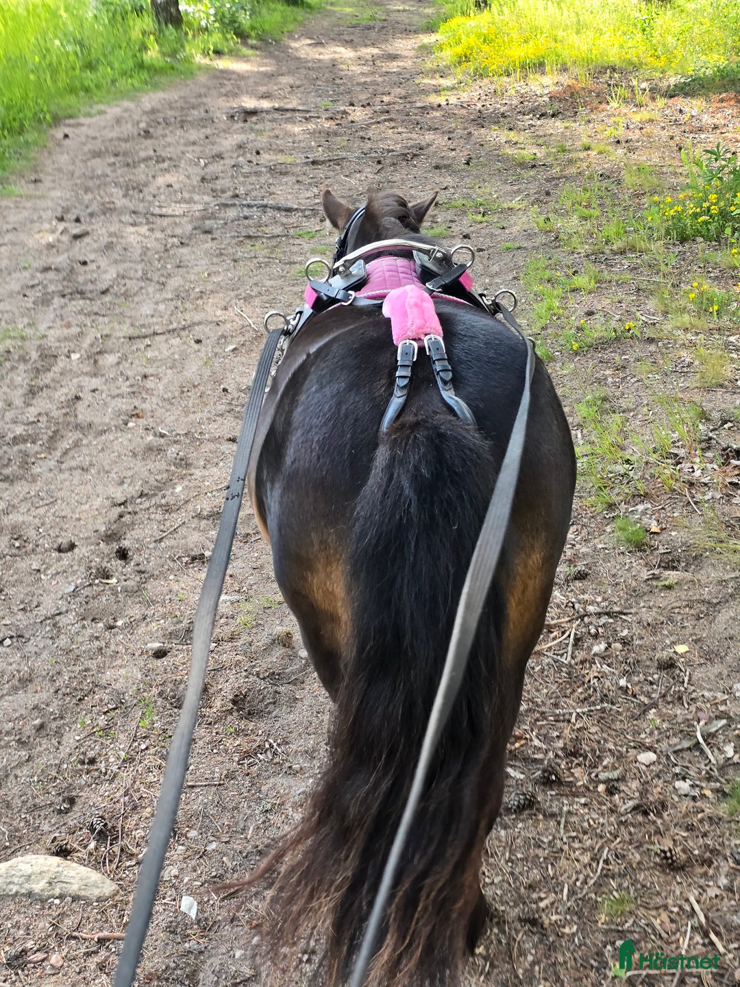 Allround hästar till salu: Underbart shettis sto i Smedjebacken - Annons 2